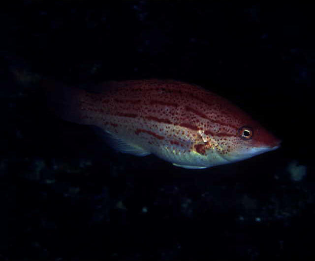 Bodianus rubrisos